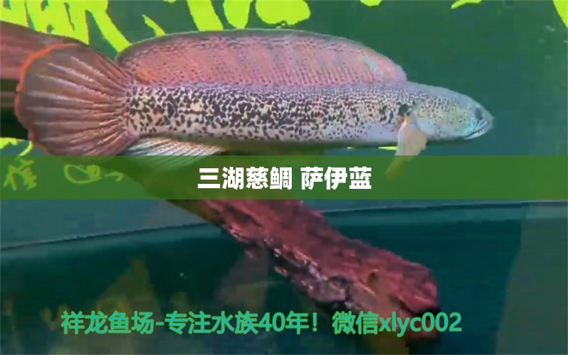 三湖慈鯛 薩伊藍(lán) 觀賞魚(yú)論壇 第4張