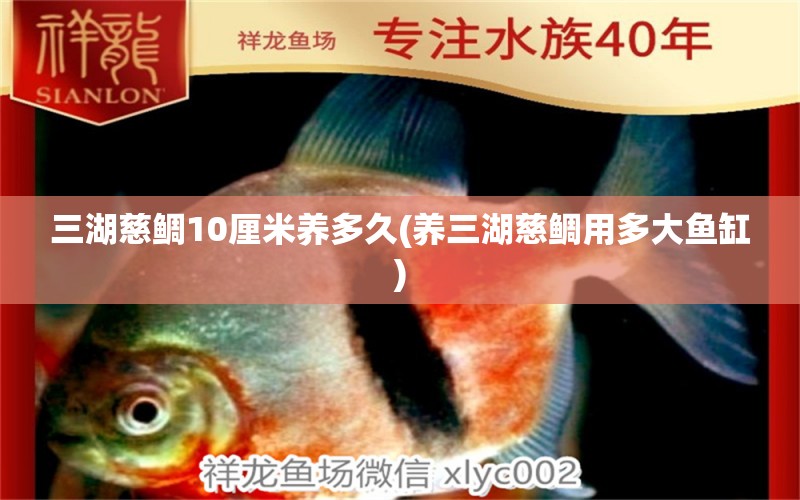 三湖慈鯛10厘米養(yǎng)多久(養(yǎng)三湖慈鯛用多大魚(yú)缸) 印尼三紋虎