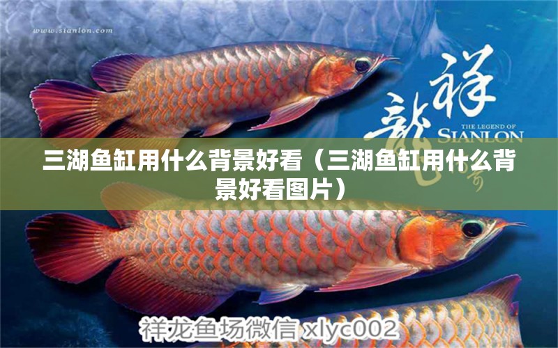 三湖魚缸用什么背景好看（三湖魚缸用什么背景好看圖片）