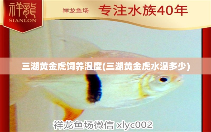 三湖黃金虎飼養(yǎng)溫度(三湖黃金虎水溫多少) 圖騰金龍魚