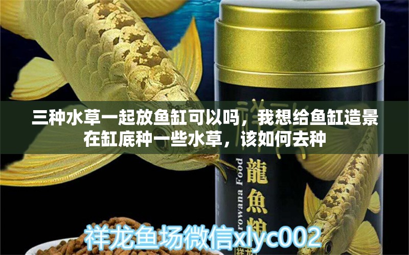 三種水草一起放魚缸可以嗎，我想給魚缸造景在缸底種一些水草，該如何去種