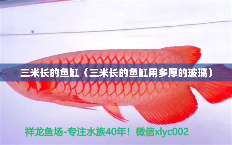 三米長(zhǎng)的魚(yú)缸（三米長(zhǎng)的魚(yú)缸用多厚的玻璃） 其他品牌魚(yú)缸