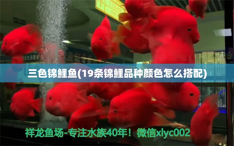 三色錦鯉魚(19條錦鯉品種顏色怎么搭配)