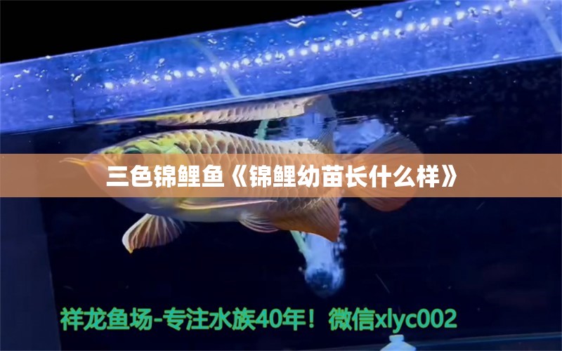 三色錦鯉魚《錦鯉幼苗長(zhǎng)什么樣》