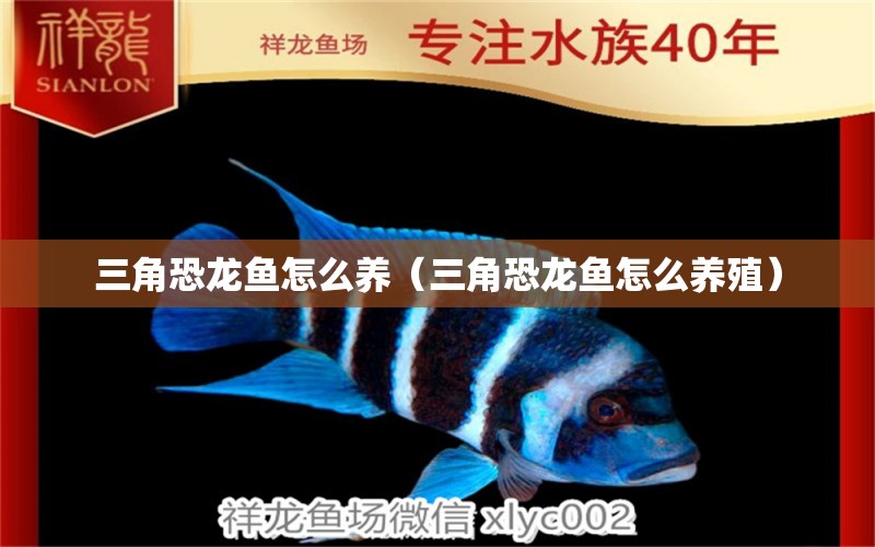 三角恐龍魚怎么養(yǎng)（三角恐龍魚怎么養(yǎng)殖）