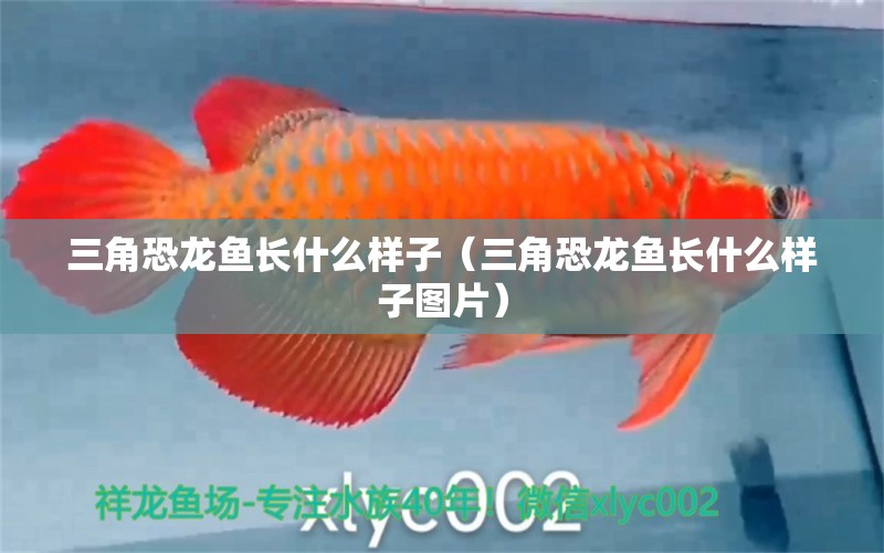 三角恐龍魚長(zhǎng)什么樣子（三角恐龍魚長(zhǎng)什么樣子圖片）