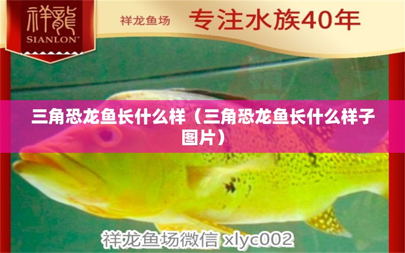 三角恐龍魚長(zhǎng)什么樣（三角恐龍魚長(zhǎng)什么樣子圖片） 廣州龍魚批發(fā)市場(chǎng)