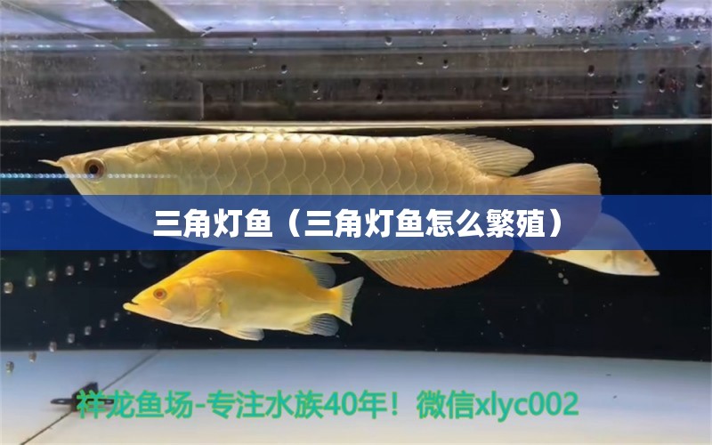 三角燈魚（三角燈魚怎么繁殖） 觀賞魚