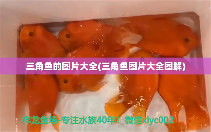 三角魚的圖片大全(三角魚圖片大全圖解) 黃金夢幻雷龍魚