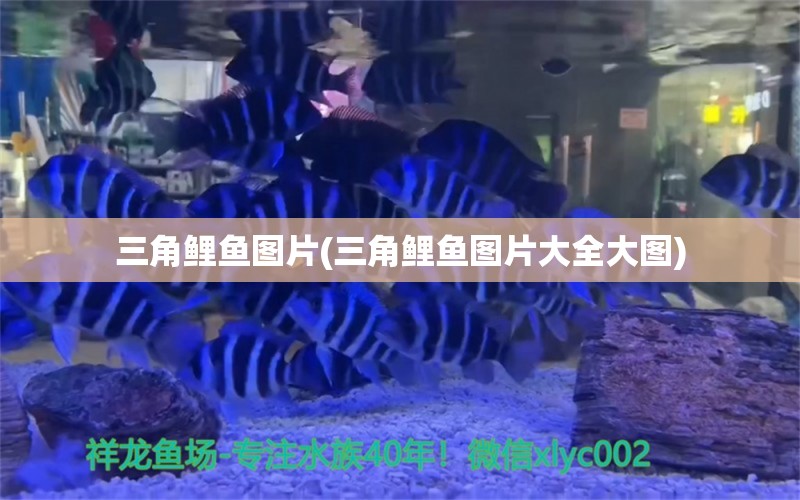 三角鯉魚圖片(三角鯉魚圖片大全大圖) 圣菲埃及魚