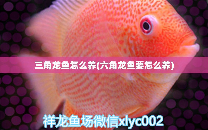 三角龍魚怎么養(yǎng)(六角龍魚要怎么養(yǎng)) 九鼎魚缸