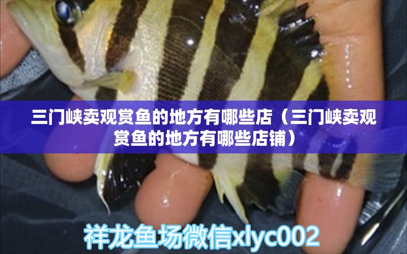 三門峽賣觀賞魚的地方有哪些店（三門峽賣觀賞魚的地方有哪些店鋪）