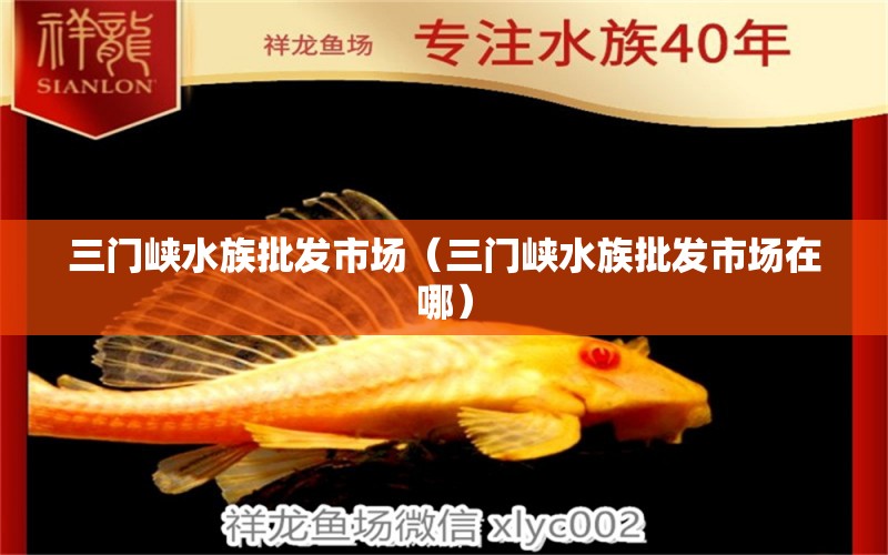 三門峽水族批發(fā)市場(chǎng)（三門峽水族批發(fā)市場(chǎng)在哪） 觀賞魚水族批發(fā)市場(chǎng)