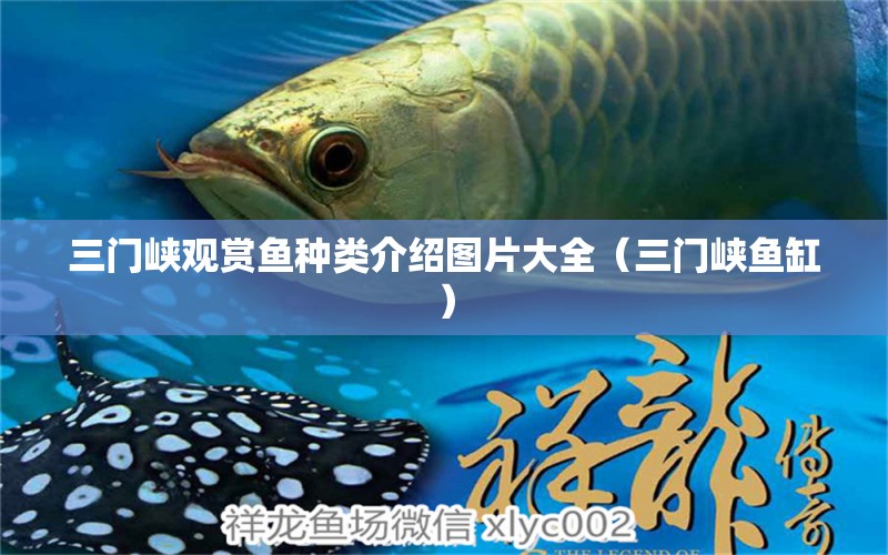 三門(mén)峽觀賞魚(yú)種類介紹圖片大全（三門(mén)峽魚(yú)缸） 廣州觀賞魚(yú)批發(fā)市場(chǎng)