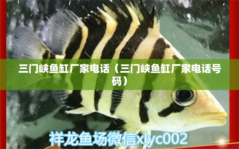 三門峽魚缸廠家電話（三門峽魚缸廠家電話號(hào)碼） 祥龍水族醫(yī)院