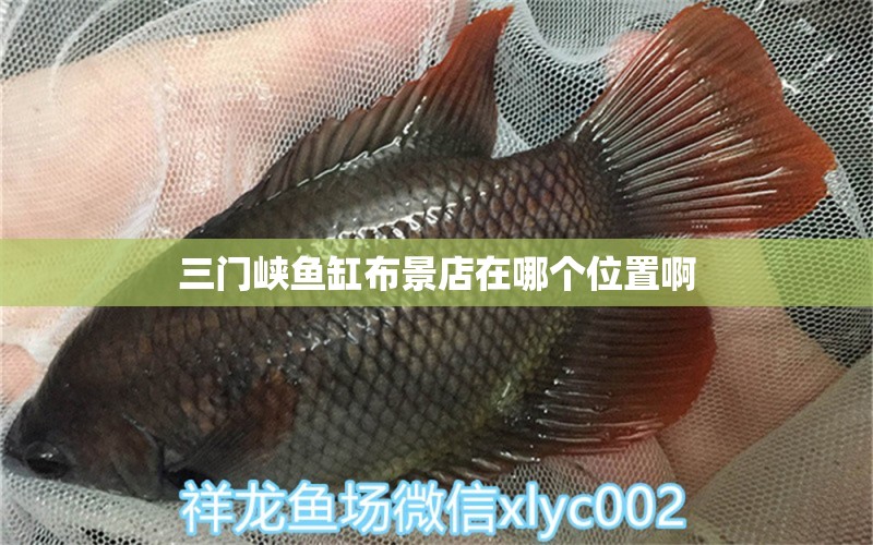 三門峽魚缸布景店在哪個位置啊 祥龍魚場