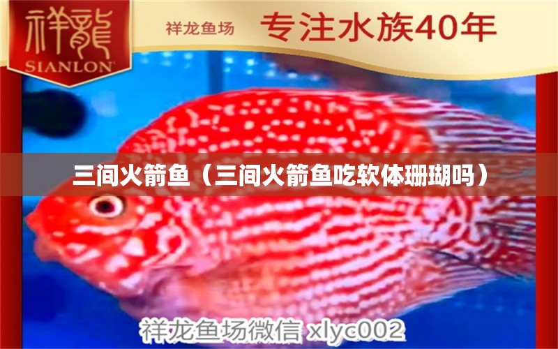 三間火箭魚（三間火箭魚吃軟體珊瑚嗎） 新加坡號半紅龍魚（練手級紅龍魚）