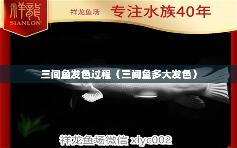 三間魚發(fā)色過程（三間魚多大發(fā)色） 黃金斑馬魚