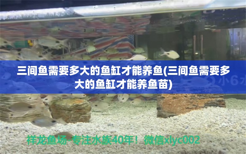 三間魚需要多大的魚缸才能養(yǎng)魚(三間魚需要多大的魚缸才能養(yǎng)魚苗) 黃金達摩魚