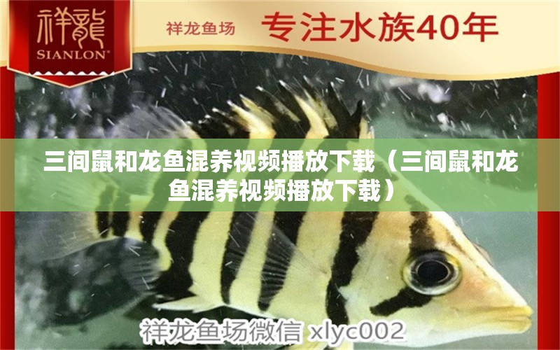 三間鼠和龍魚混養(yǎng)視頻播放下載（三間鼠和龍魚混養(yǎng)視頻播放下載）