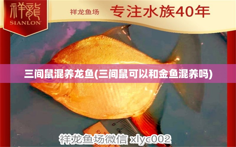 三間鼠混養(yǎng)龍魚(yú)(三間鼠可以和金魚(yú)混養(yǎng)嗎)