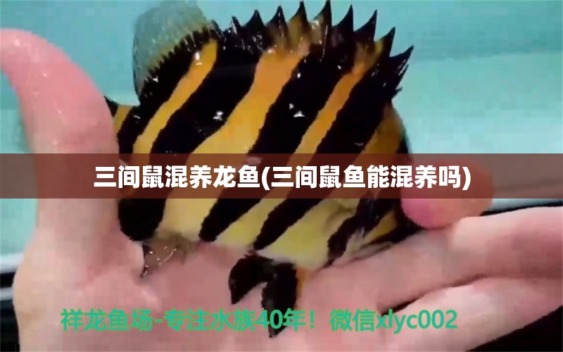 三間鼠混養(yǎng)龍魚(yú)(三間鼠魚(yú)能混養(yǎng)嗎)