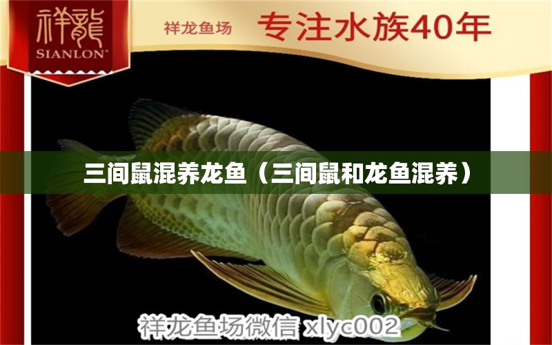 三間鼠混養(yǎng)龍魚（三間鼠和龍魚混養(yǎng)） 祥龍水族醫(yī)院