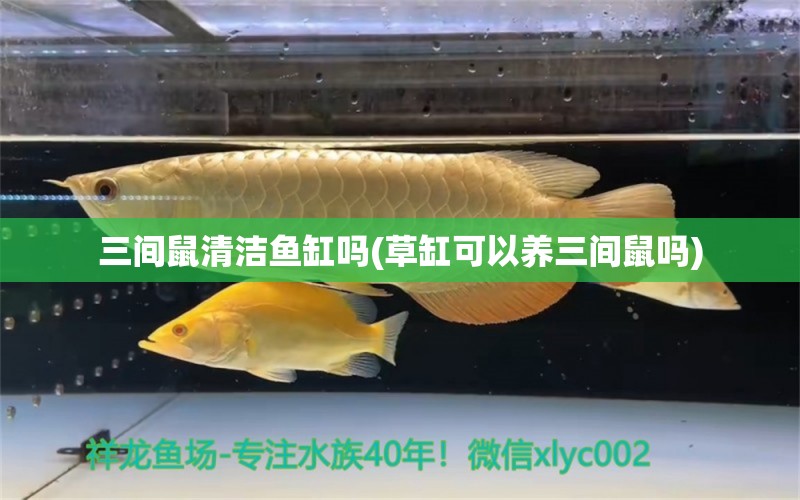 三間鼠清潔魚缸嗎(草缸可以養(yǎng)三間鼠嗎) 錦鯉池魚池建設(shè)