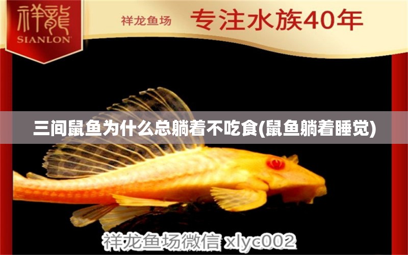 三間鼠魚為什么總躺著不吃食(鼠魚躺著睡覺) 三間鼠魚