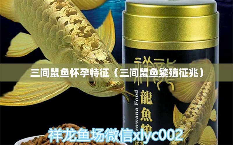 三間鼠魚懷孕特征（三間鼠魚繁殖征兆）