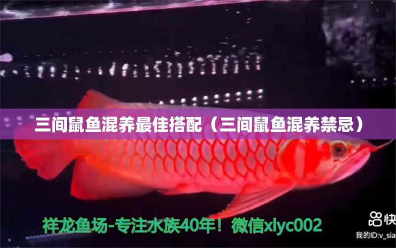 三間鼠魚混養(yǎng)最佳搭配（三間鼠魚混養(yǎng)禁忌）