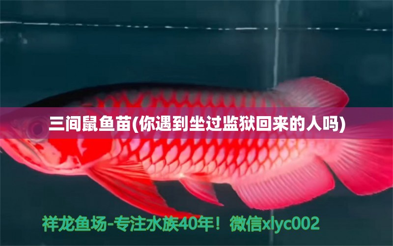 三間鼠魚苗(你遇到坐過監(jiān)獄回來的人嗎)