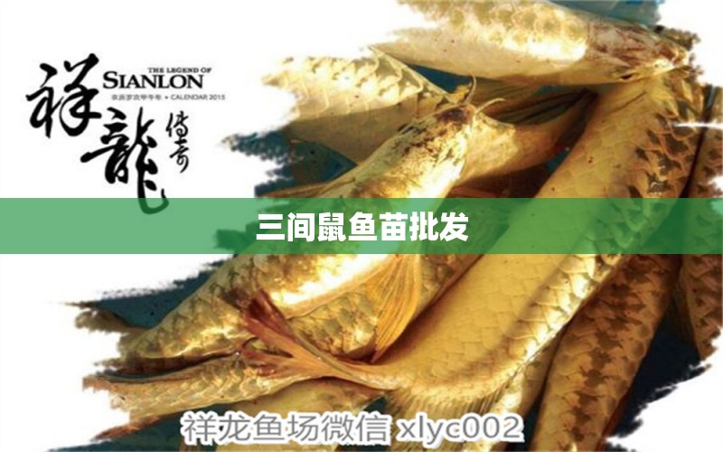 三間鼠魚苗批發(fā) 三間鼠魚