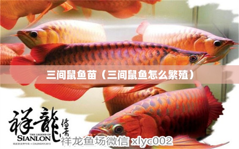 三間鼠魚苗（三間鼠魚怎么繁殖）