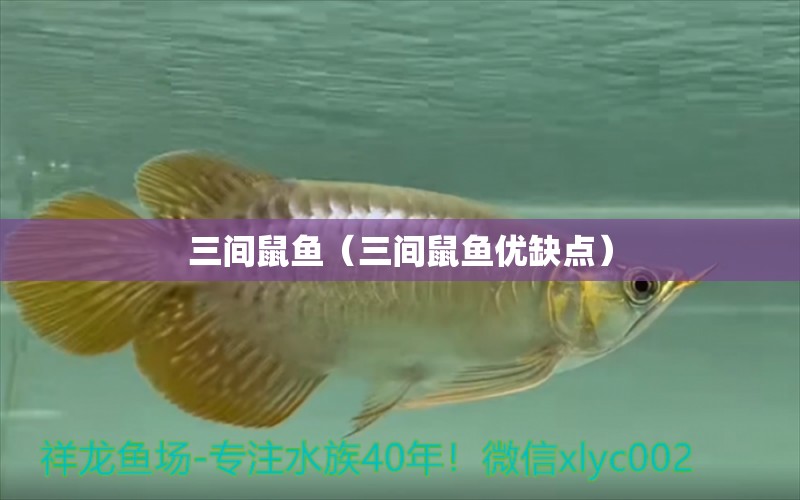 三間鼠魚（三間鼠魚優(yōu)缺點）