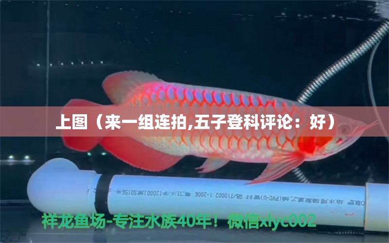 上圖（來一組連拍,五子登科評論：好） 觀賞魚論壇 第2張