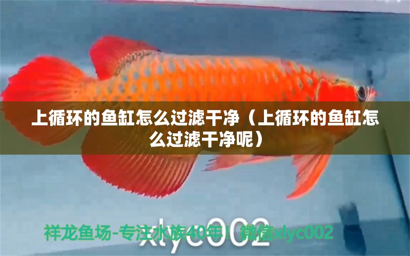 上循環(huán)的魚缸怎么過濾干凈（上循環(huán)的魚缸怎么過濾干凈呢）