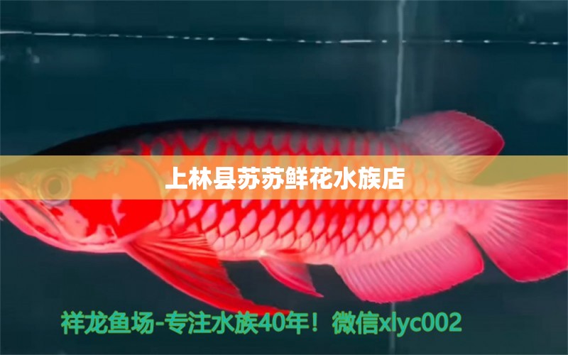 上林縣蘇蘇鮮花水族店 全國水族館企業(yè)名錄