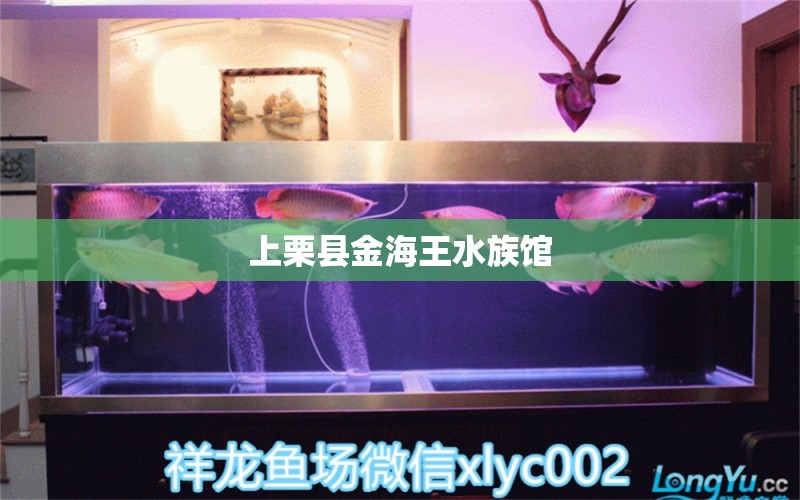 上栗縣金海王水族館 全國水族館企業(yè)名錄