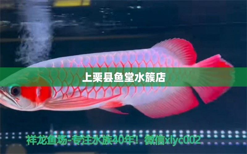 上栗縣魚堂水簇店 全國(guó)水族館企業(yè)名錄