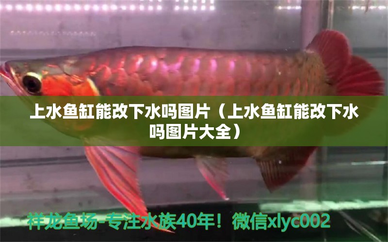 上水魚缸能改下水嗎圖片（上水魚缸能改下水嗎圖片大全）