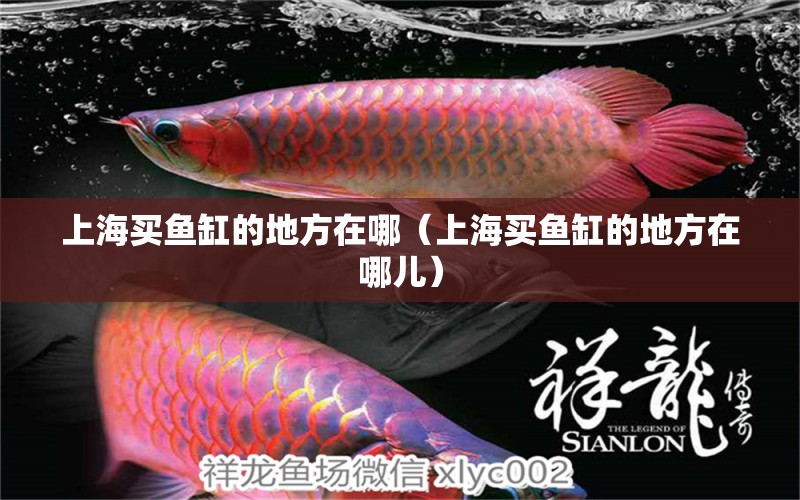 上海買魚缸的地方在哪（上海買魚缸的地方在哪兒）