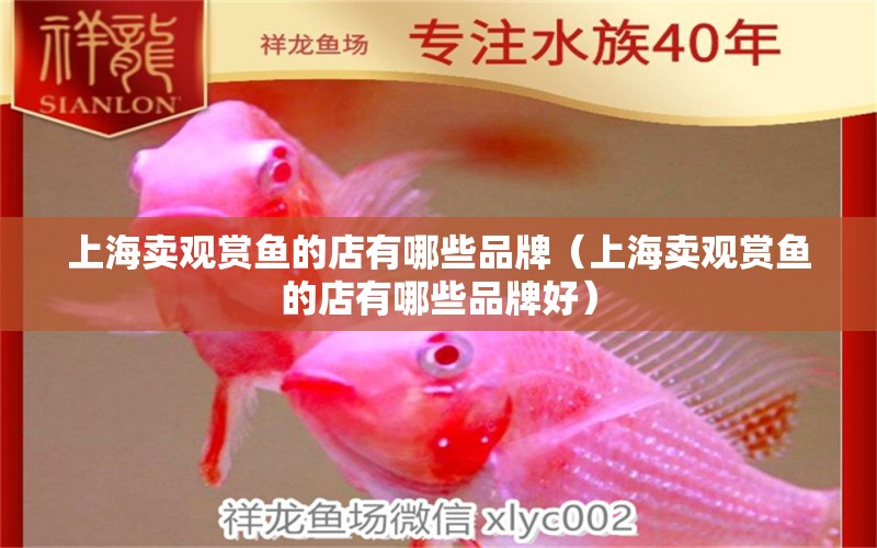 上海賣觀賞魚的店有哪些品牌（上海賣觀賞魚的店有哪些品牌好） 熱帶魚魚苗批發(fā)