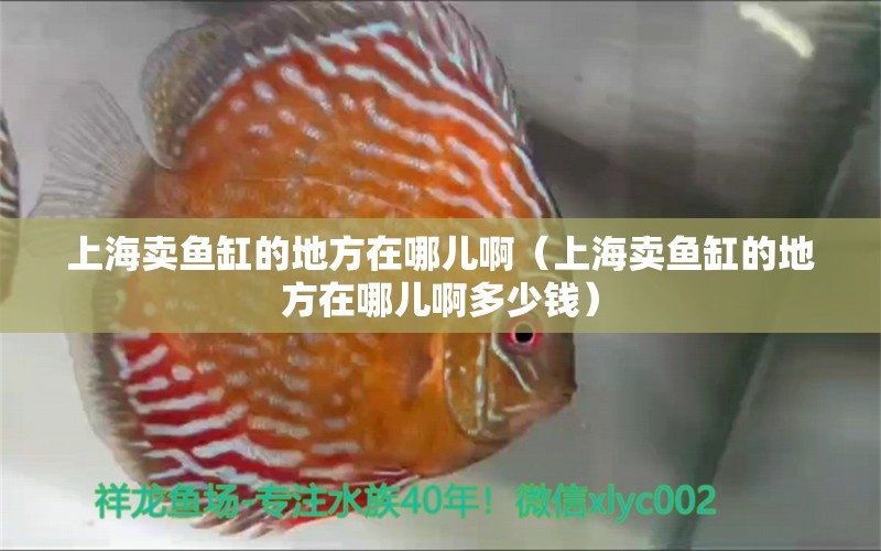 上海賣魚缸的地方在哪兒啊（上海賣魚缸的地方在哪兒啊多少錢） 銀古魚苗