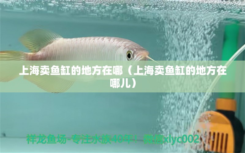 上海賣魚缸的地方在哪（上海賣魚缸的地方在哪兒） 其他品牌魚缸