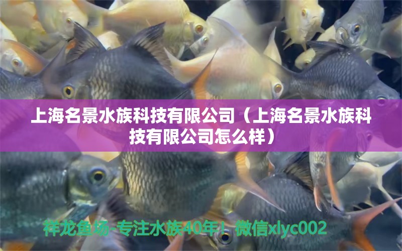 上海名景水族科技有限公司（上海名景水族科技有限公司怎么樣） 全國水族館企業(yè)名錄