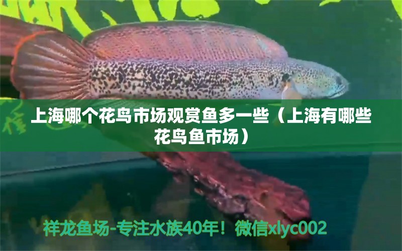 上海哪個花鳥市場觀賞魚多一些（上海有哪些花鳥魚市場） 金三間魚