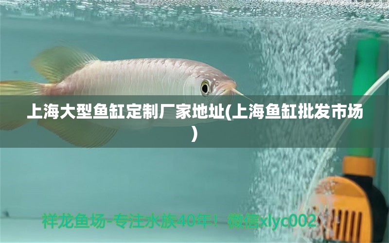 上海大型魚缸定制廠家地址(上海魚缸批發(fā)市場) 赤焰中國虎魚