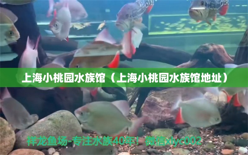 上海小桃園水族館（上海小桃園水族館地址）