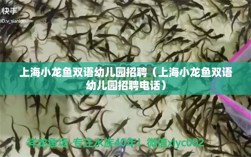 上海小龍魚雙語幼兒園招聘（上海小龍魚雙語幼兒園招聘電話） 量子養(yǎng)魚技術(shù)